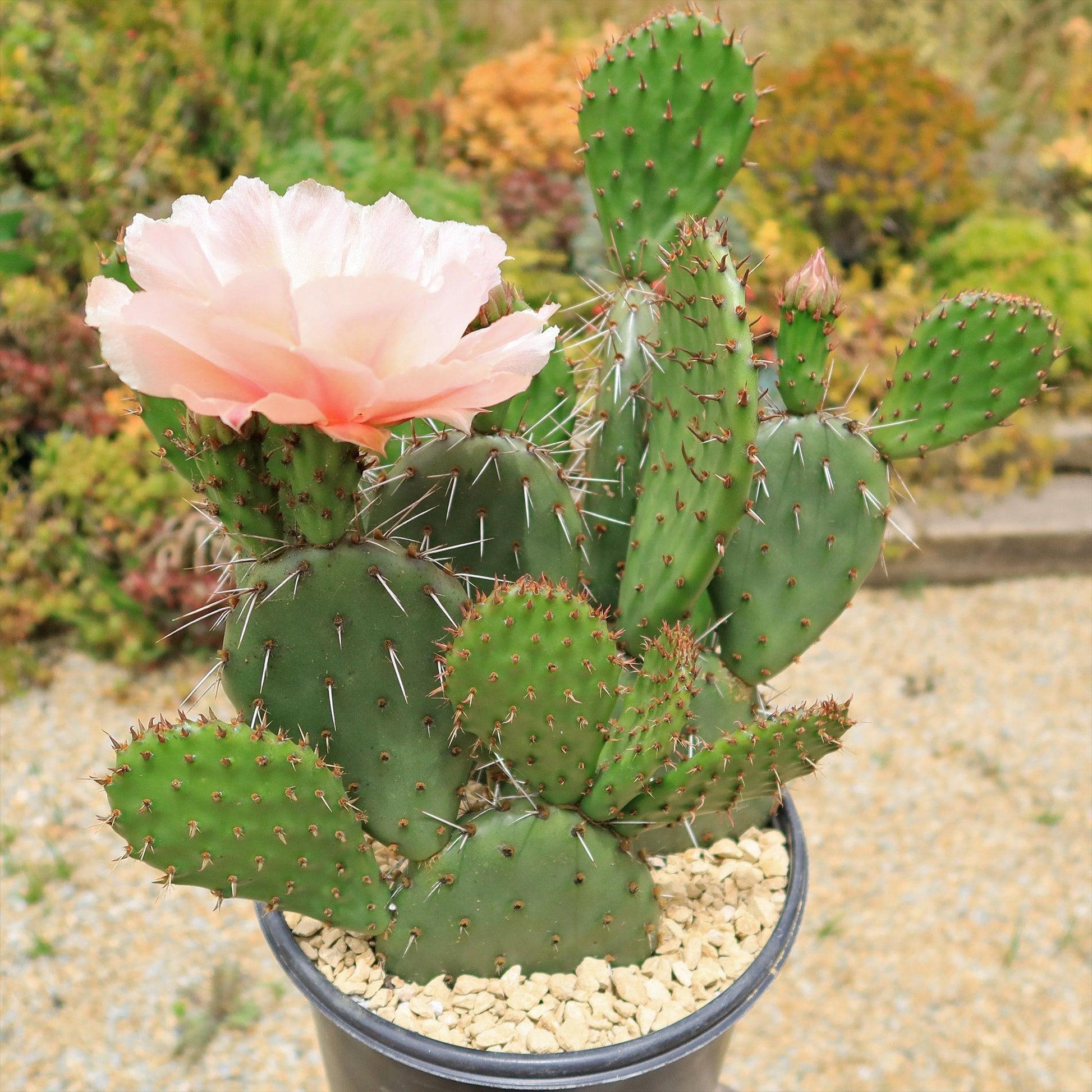 A3 Cactus Opuntia Prickly Pear - View 11 from www redcrocus com