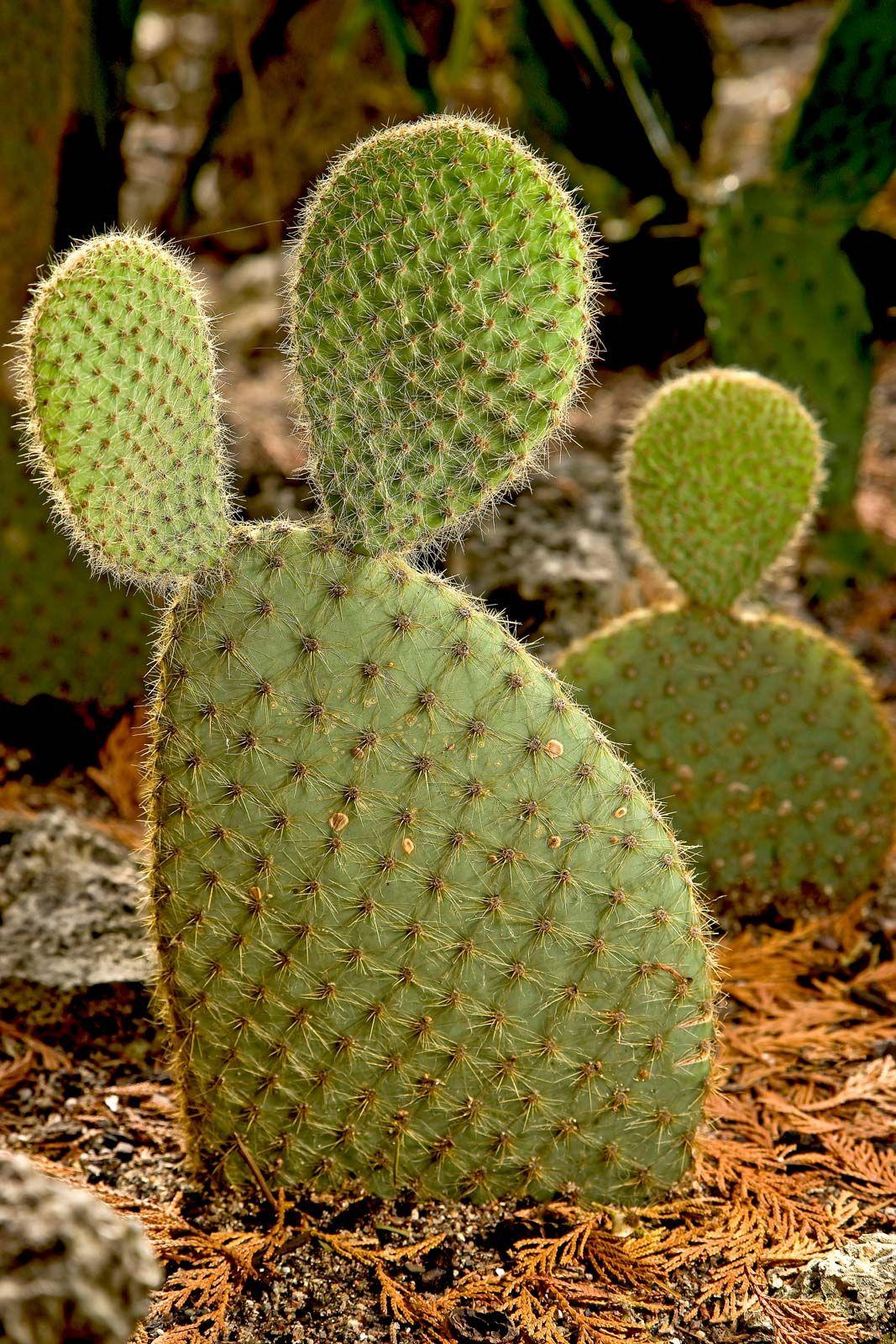 A3 Cactus Opuntia Prickly Pear - View 12 from www redcrocus com