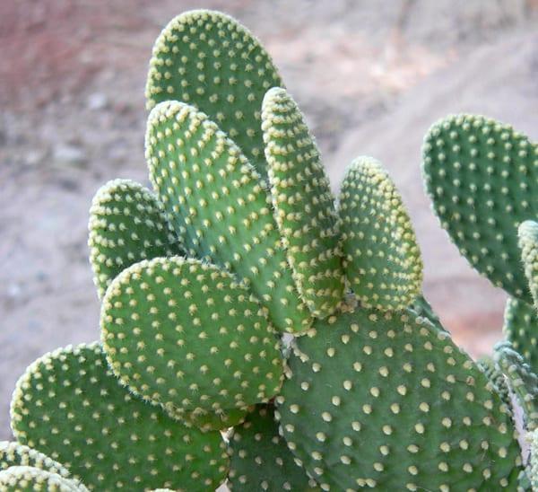 A3 Cactus Opuntia Prickly Pear - View 13 from www redcrocus com