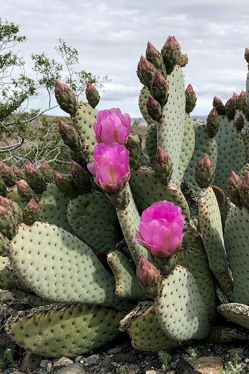 A3 Cactus Opuntia Prickly Pear - View 15 from www redcrocus com