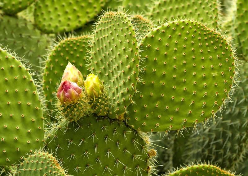 A3 Cactus Opuntia Prickly Pear - View 16 from www redcrocus com