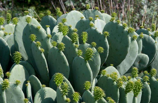 A3 Cactus Opuntia Prickly Pear - View 17 from www redcrocus com