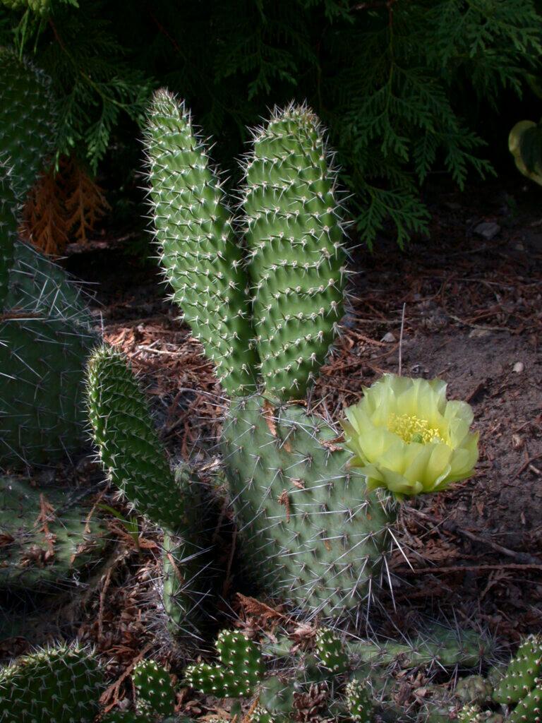 A3 Cactus Opuntia Prickly Pear - View 19 from www redcrocus com