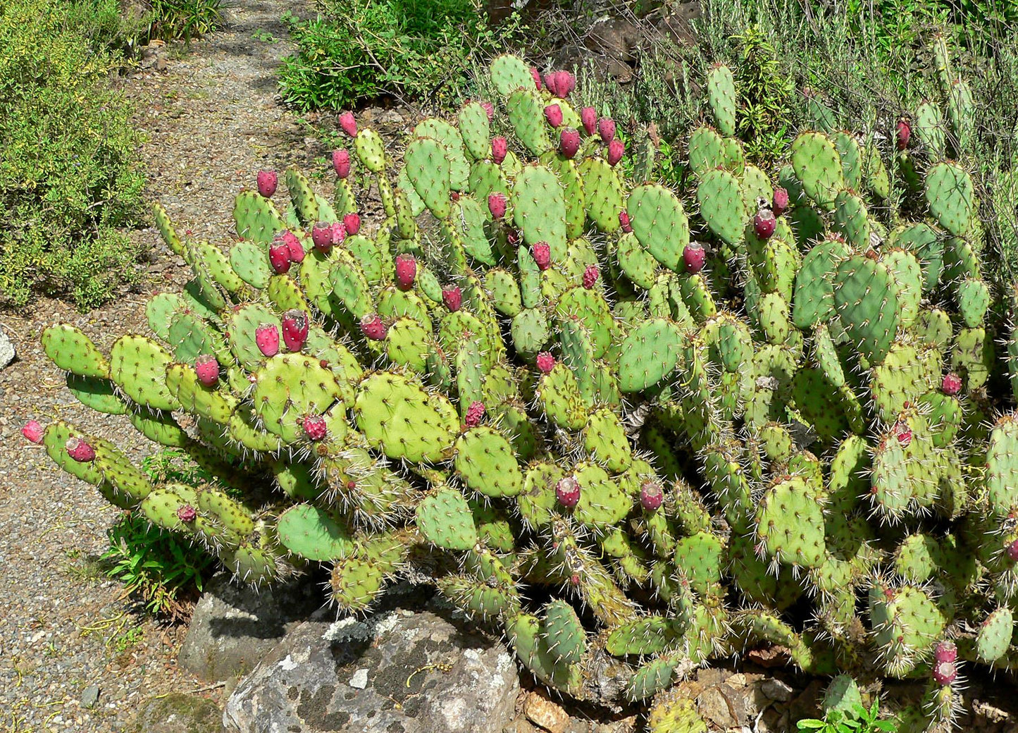 A3 Cactus Opuntia Prickly Pear - View 1 from www redcrocus com