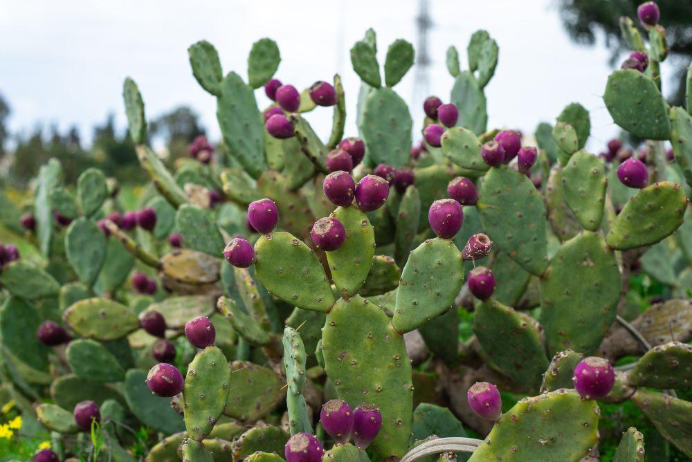 A3 Cactus Opuntia Prickly Pear - View 23 from www redcrocus com