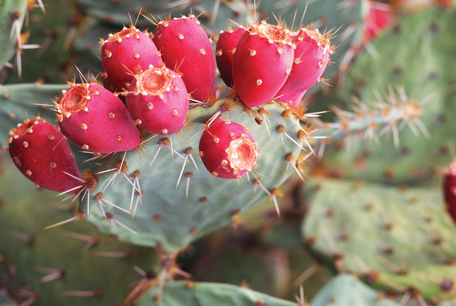 A3 Cactus Opuntia Prickly Pear - View 29 from www redcrocus com