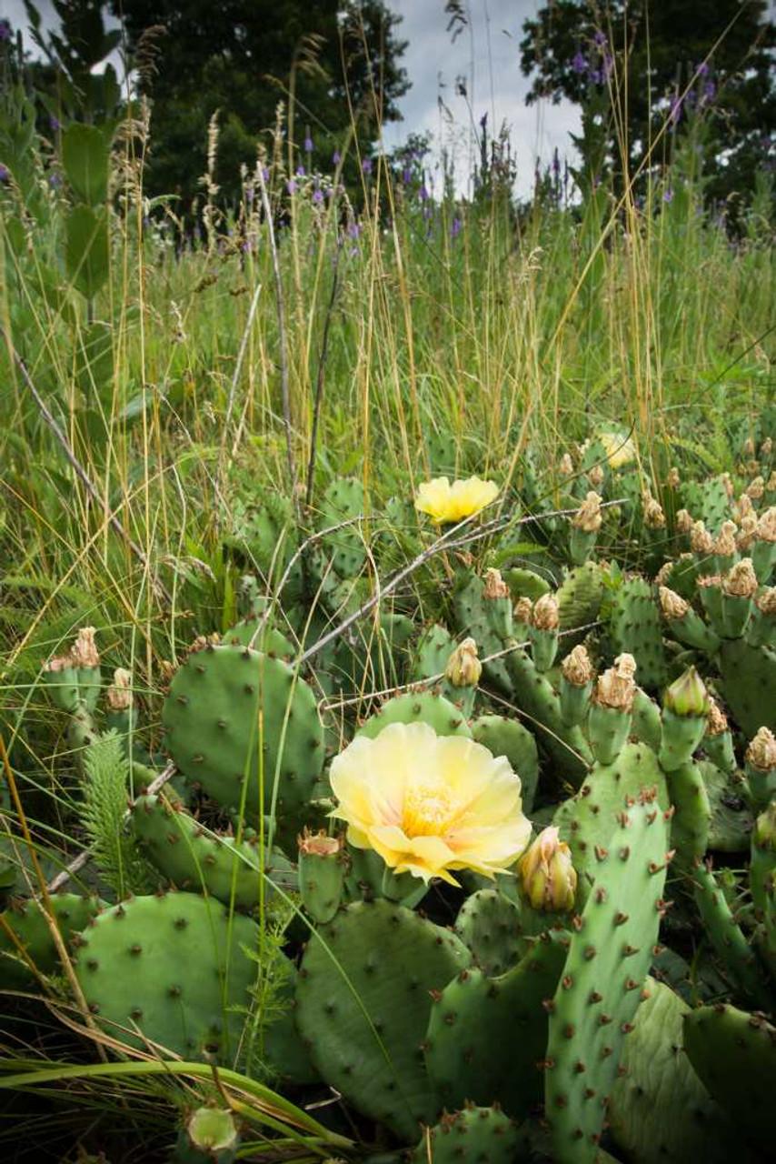 A3 Cactus Opuntia Prickly Pear - View 31 from www redcrocus com