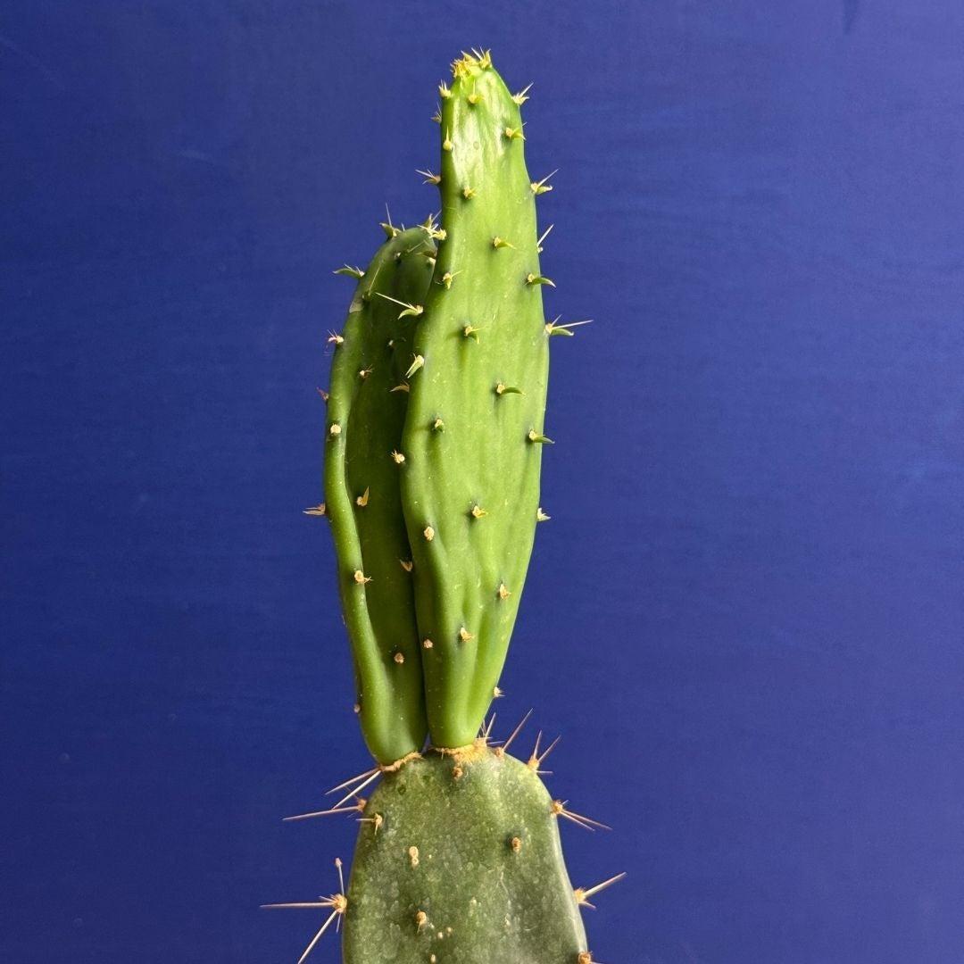 A3 Cactus Opuntia Prickly Pear - View 32 from www redcrocus com