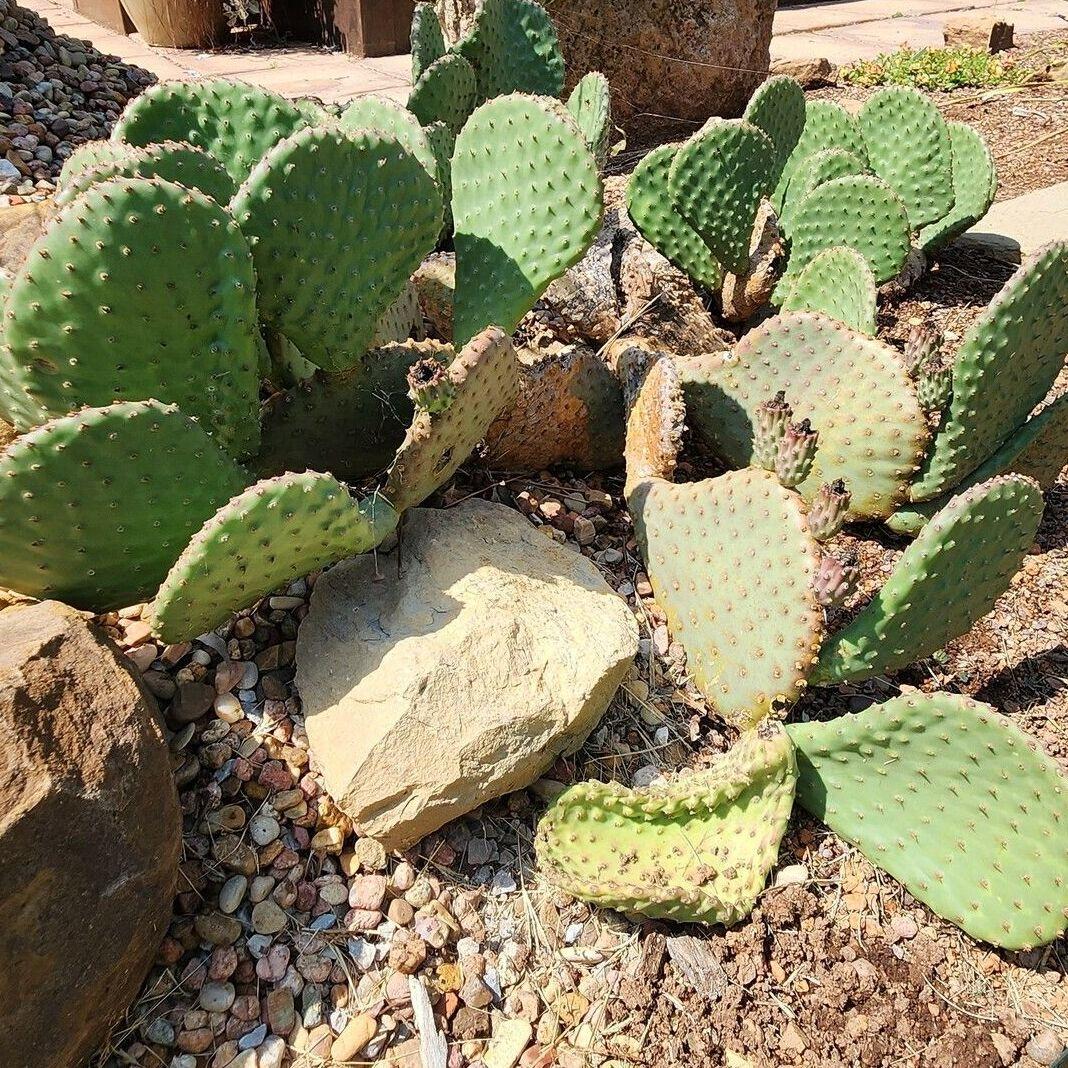 A3 Cactus Opuntia Prickly Pear - View 33 from www redcrocus com