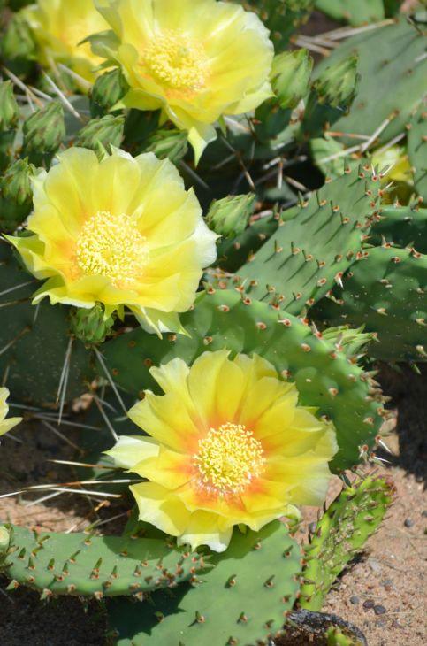 A3 Cactus Opuntia Prickly Pear - View 36 from www redcrocus com