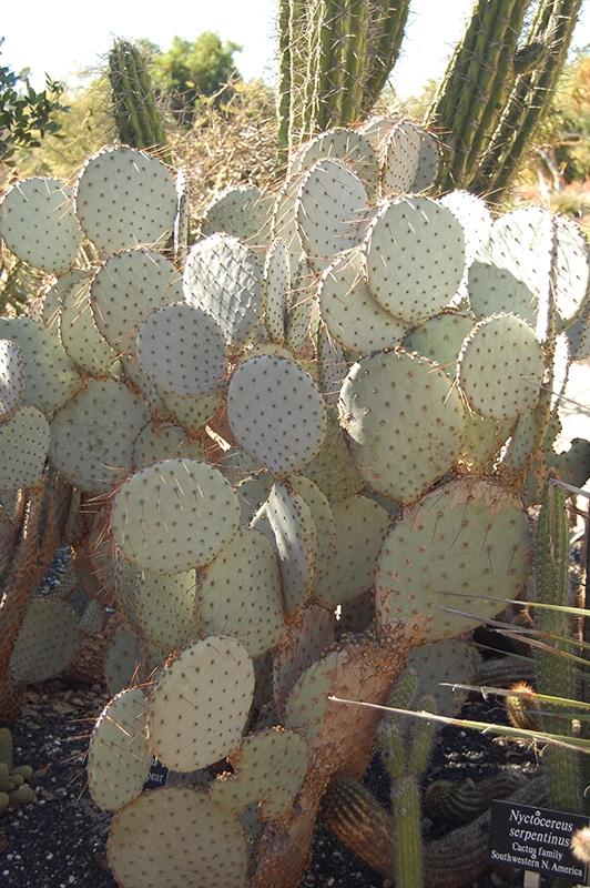 A3 Cactus Opuntia Prickly Pear - View 37 from www redcrocus com