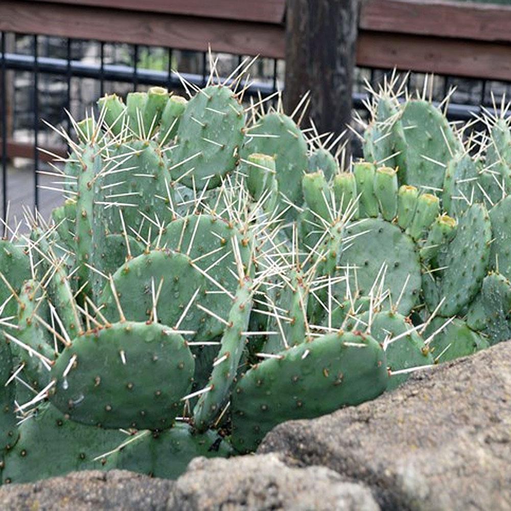 A3 Cactus Opuntia Prickly Pear - View 38 from www redcrocus com