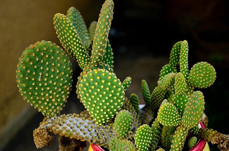 A3 Cactus Opuntia Prickly Pear - View 3 from www redcrocus com