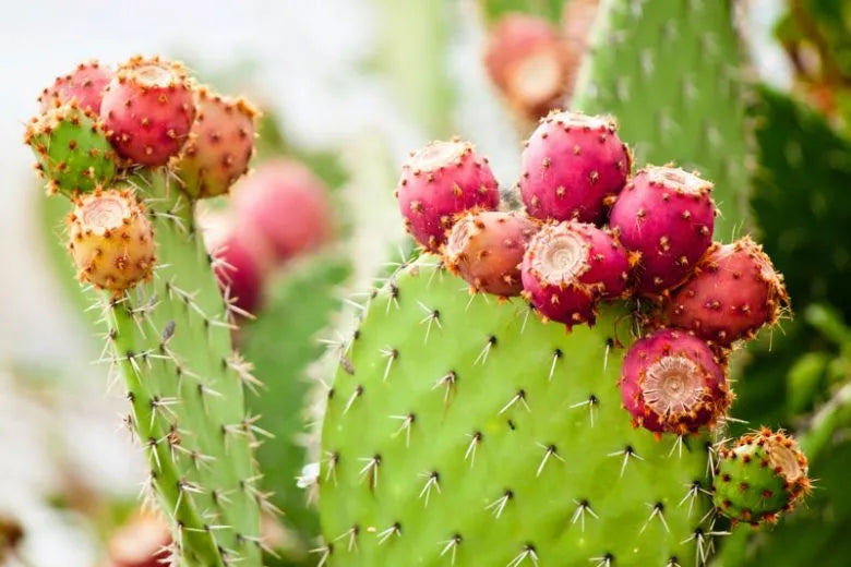 A3 Cactus Opuntia Prickly Pear - View 4 from www redcrocus com