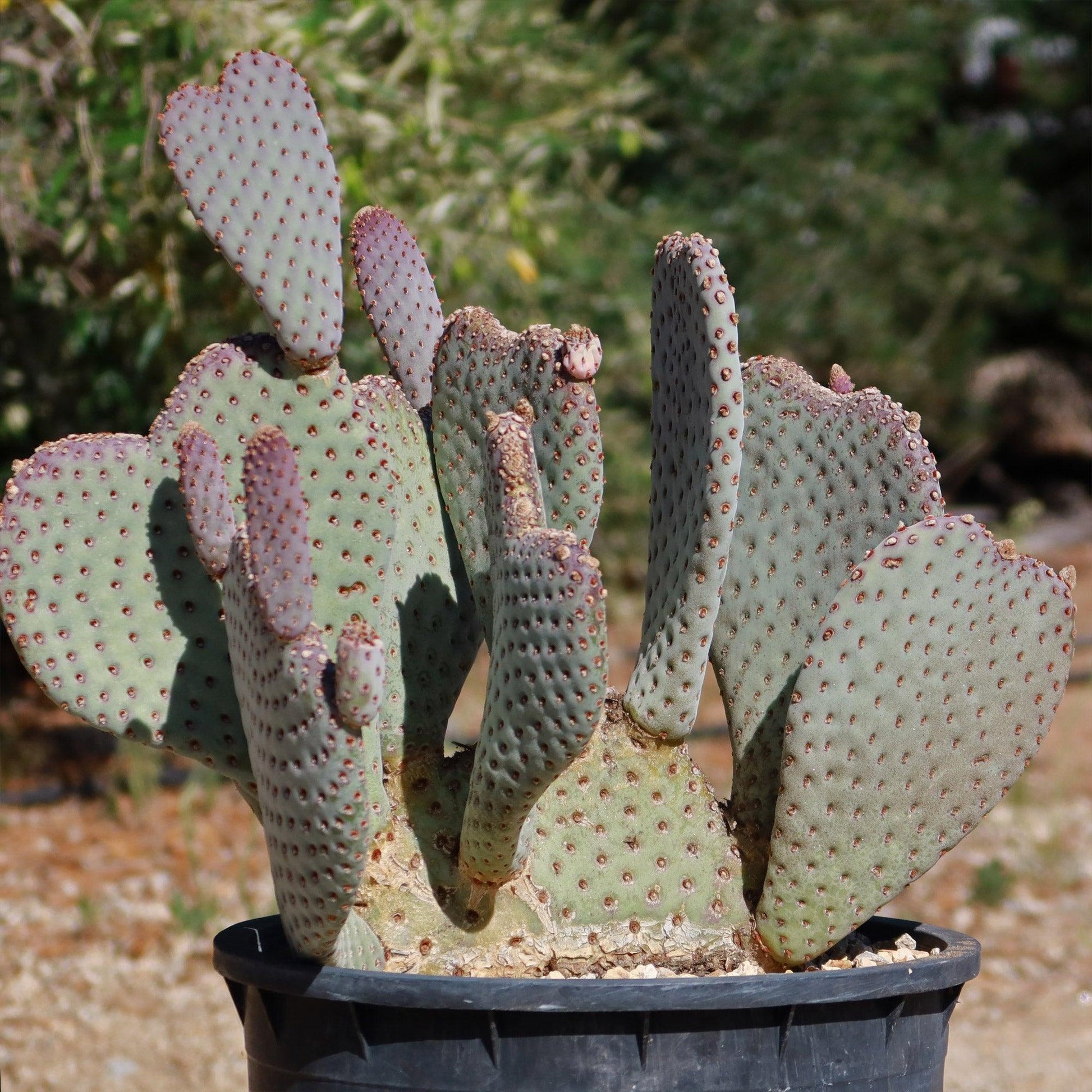 A3 Cactus Opuntia Prickly Pear - View 5 from www redcrocus com