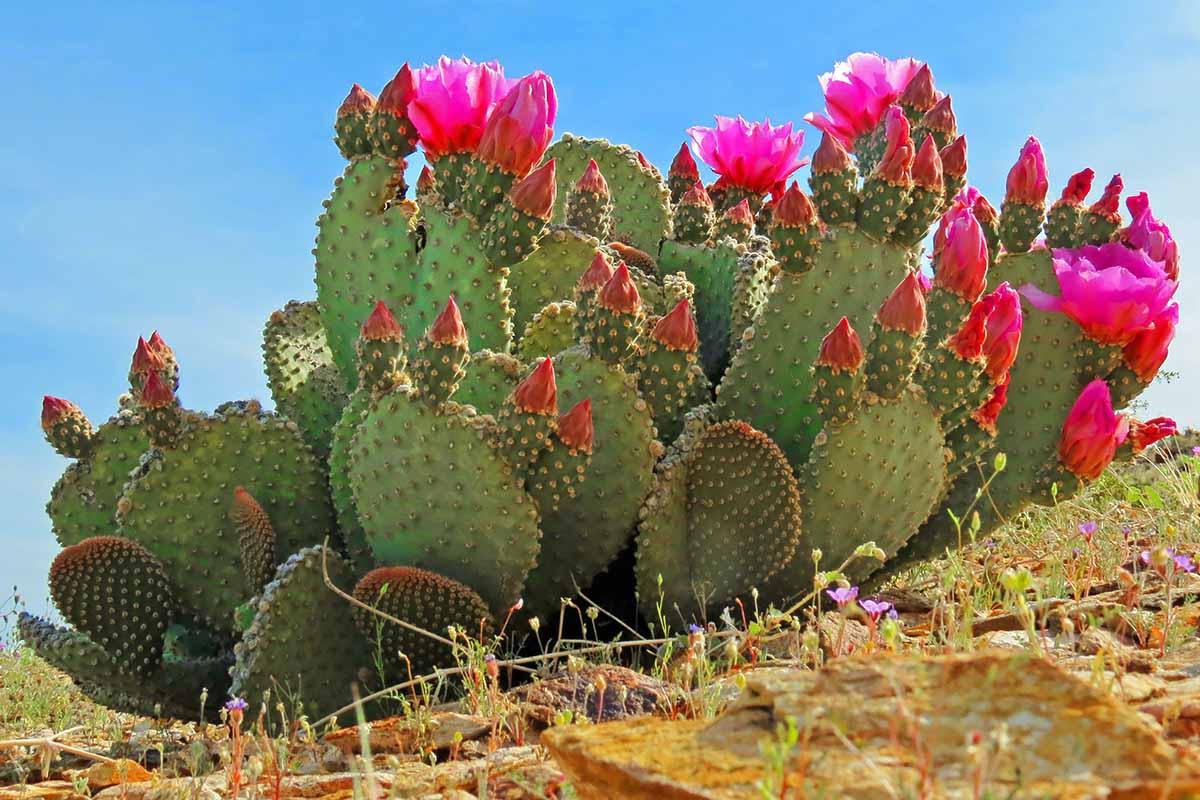 A3 Cactus Opuntia Prickly Pear - View 6 from www redcrocus com