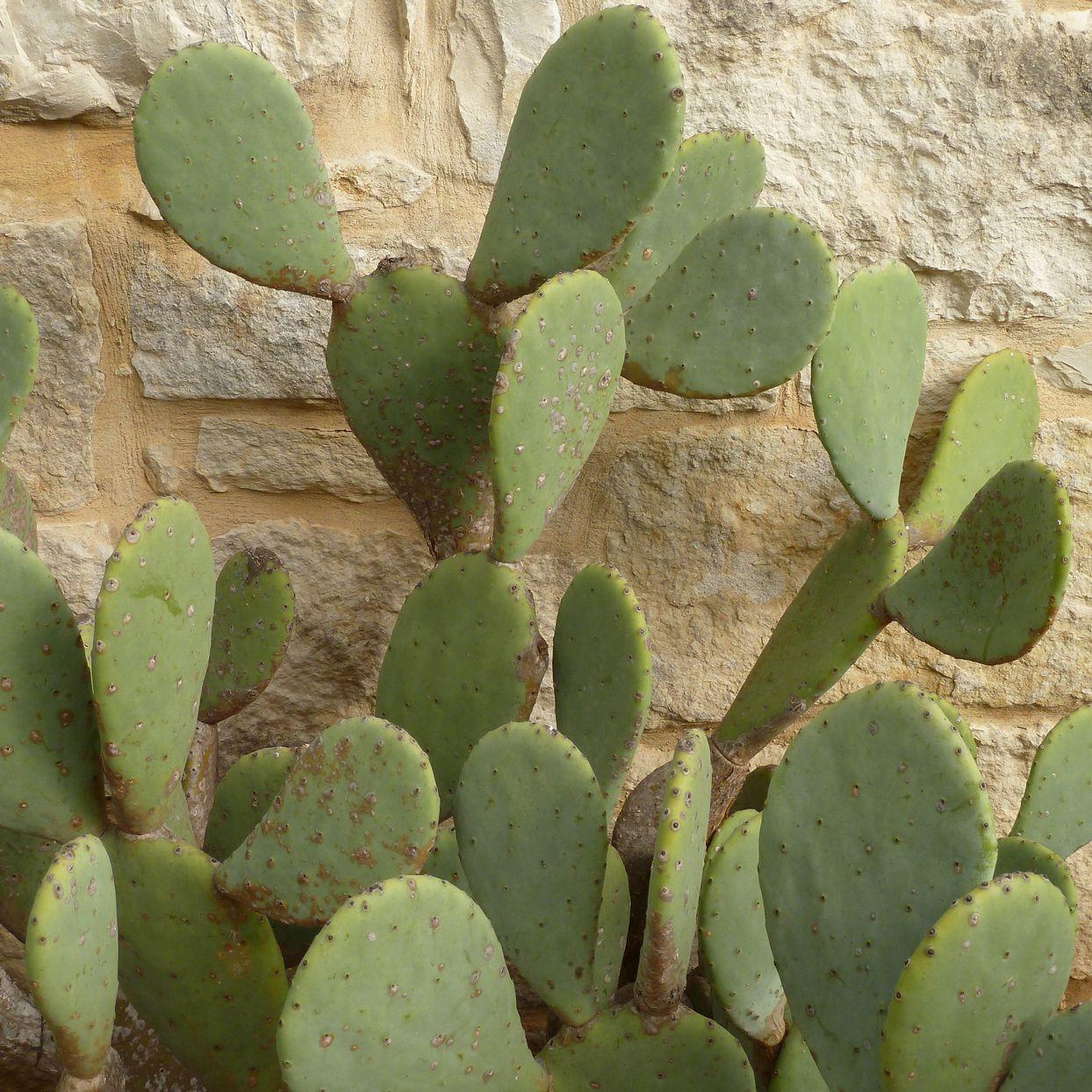 A3 Cactus Opuntia Prickly Pear - View 7 from www redcrocus com