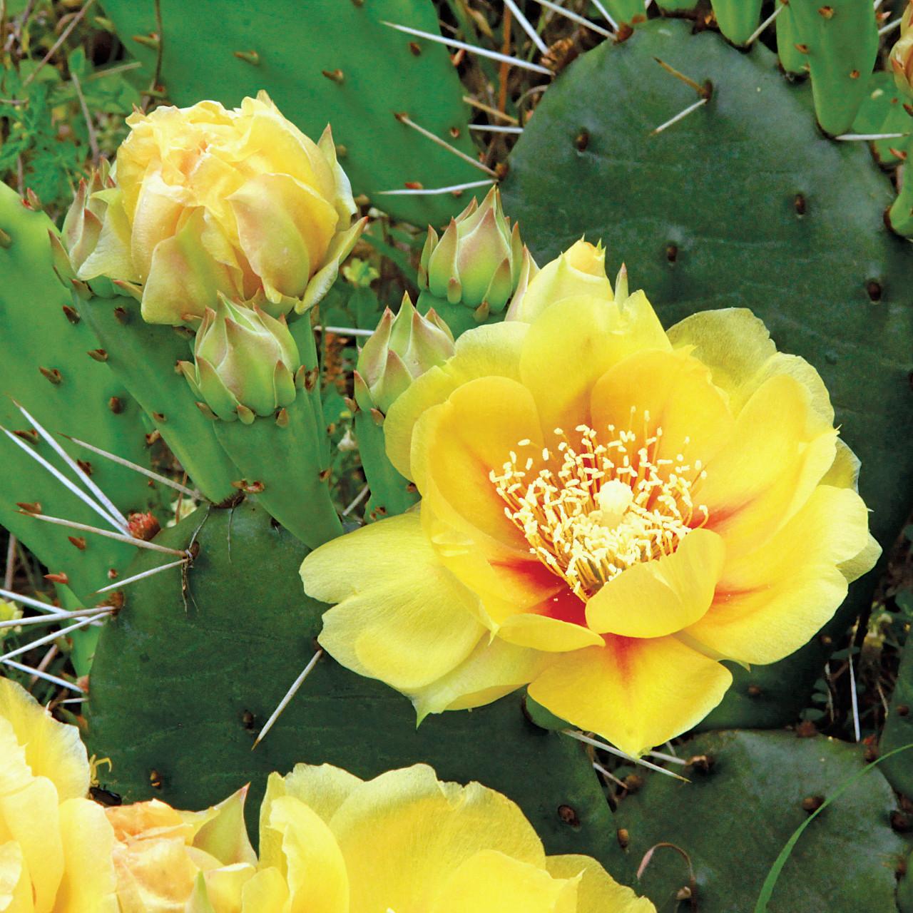 A3 Cactus Opuntia Prickly Pear - View 8 from www redcrocus com