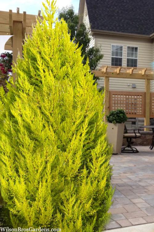 B1 Cupressus Goldcrest Wilma Lemon Cypress - View 10 from www redcrocus com