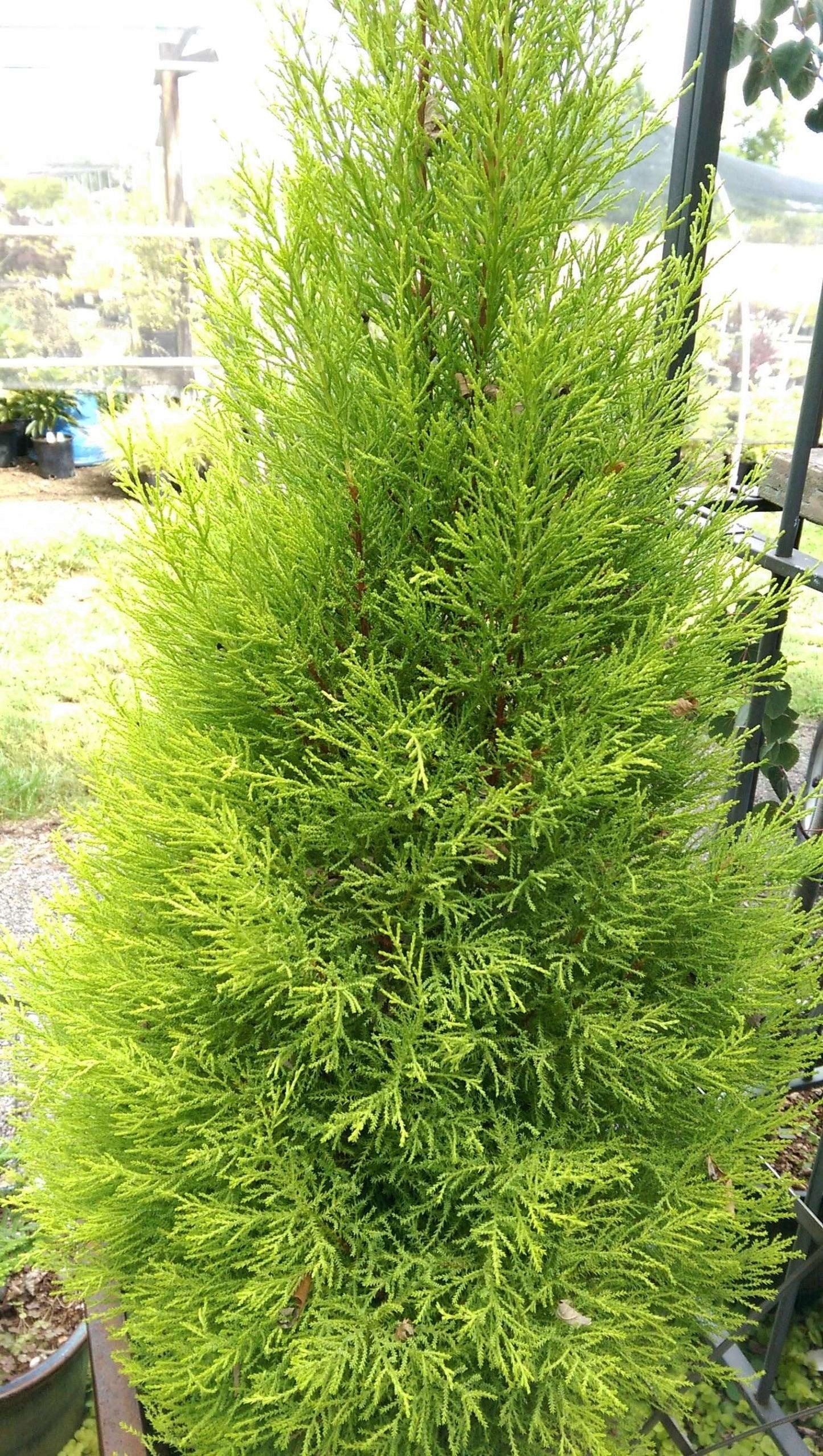 B1 Cupressus Goldcrest Wilma Lemon Cypress - View 13 from www redcrocus com