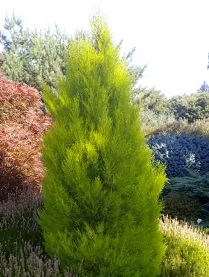 B1 Cupressus Goldcrest Wilma Lemon Cypress - View 15 from www redcrocus com