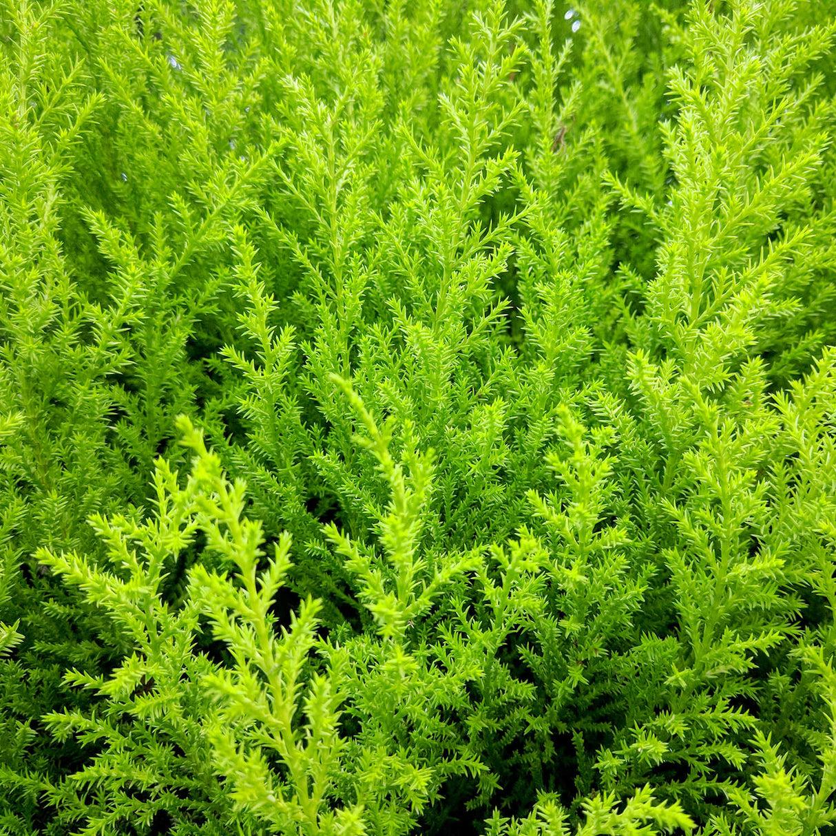 B1 Cupressus Goldcrest Wilma Lemon Cypress - View 18 from www redcrocus com