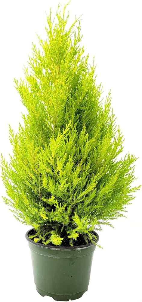 B1 Cupressus Goldcrest Wilma Lemon Cypress - View 19 from www redcrocus com