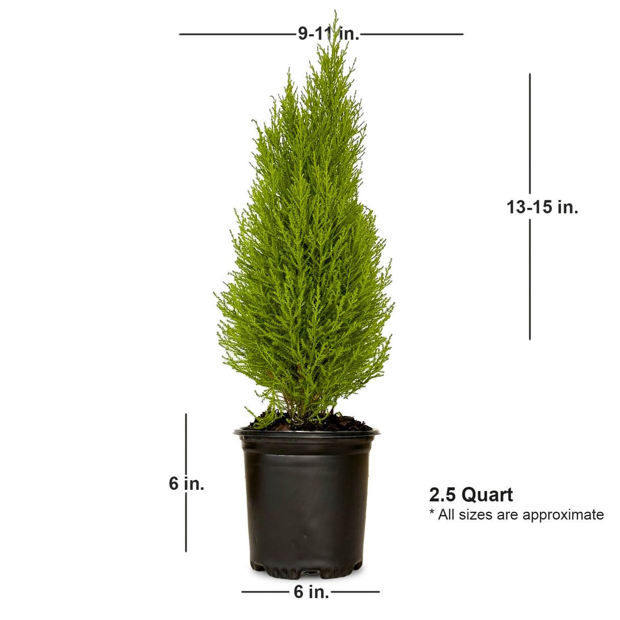 B1 Cupressus Goldcrest Wilma Lemon Cypress - View 22 from www redcrocus com