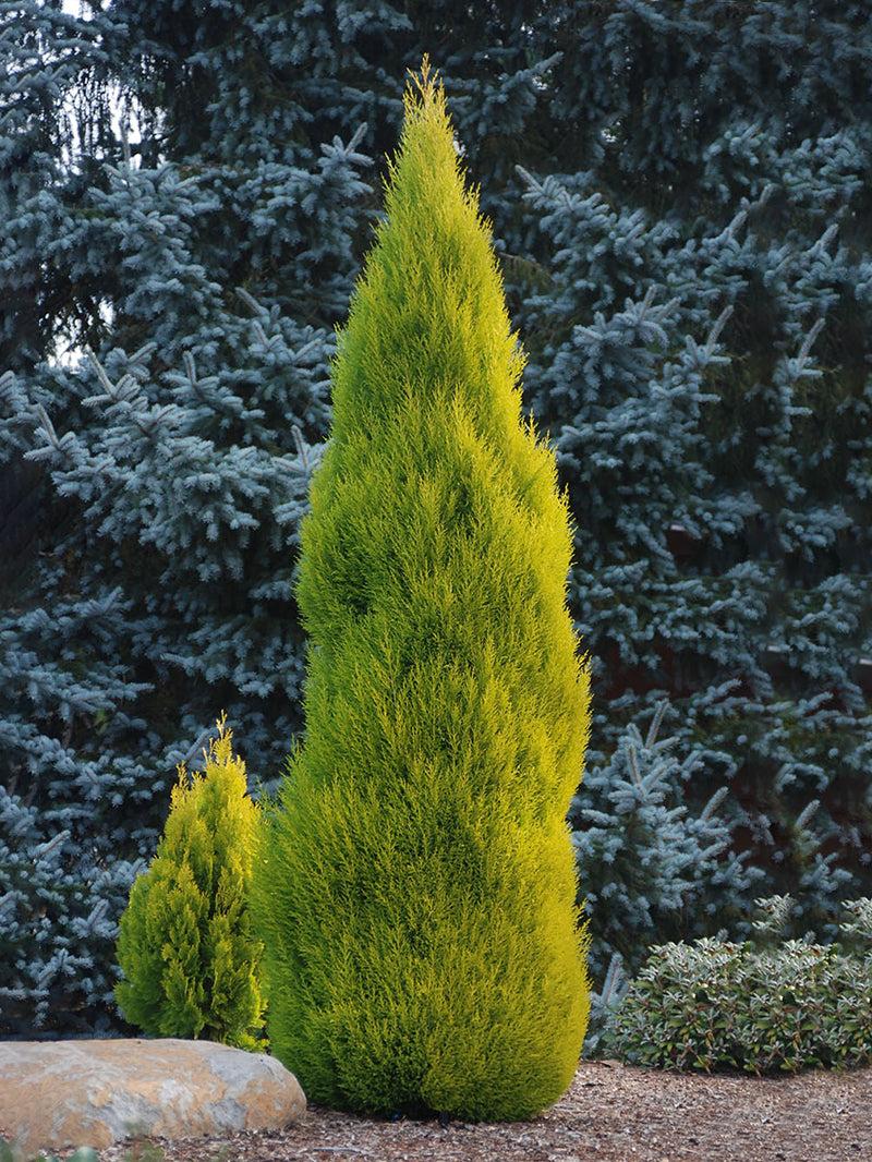 B1 Cupressus Goldcrest Wilma Lemon Cypress - View 2 from www redcrocus com