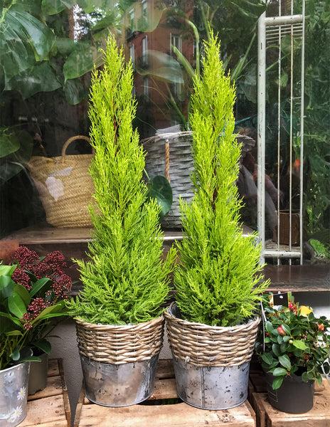 B1 Cupressus Goldcrest Wilma Lemon Cypress - View 31 from www redcrocus com