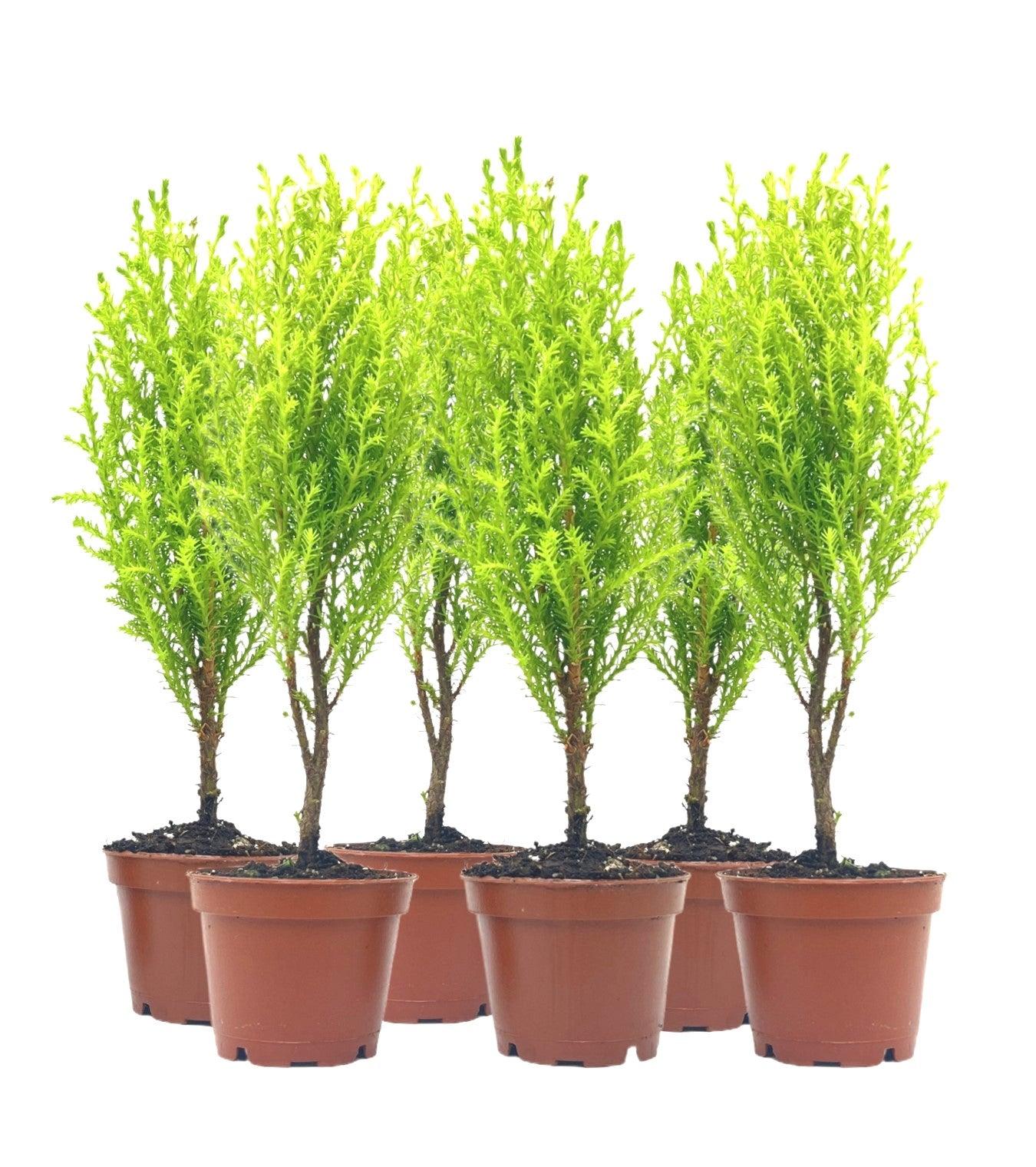 B1 Cupressus Goldcrest Wilma Lemon Cypress - View 34 from www redcrocus com