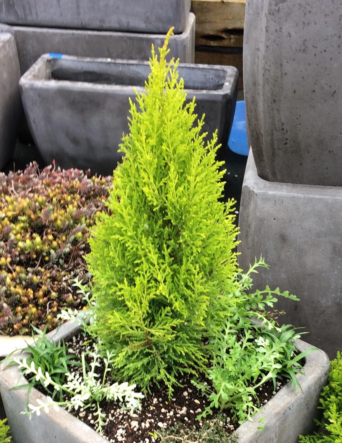 B1 Cupressus Goldcrest Wilma Lemon Cypress - View 3 from www redcrocus com