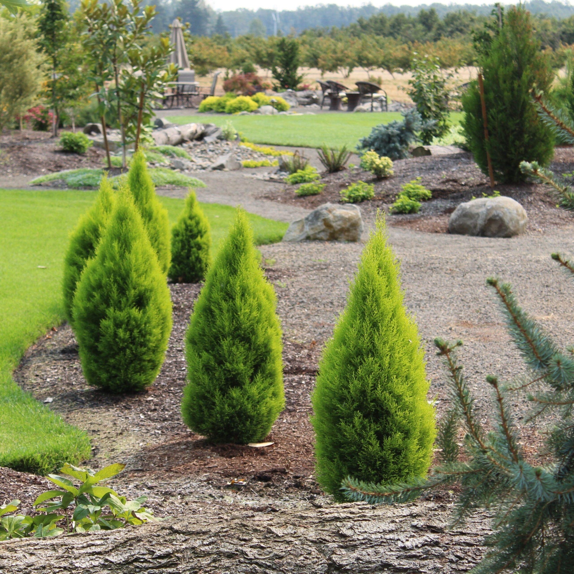 B1 Cupressus Goldcrest Wilma Lemon Cypress - View 4 from www redcrocus com