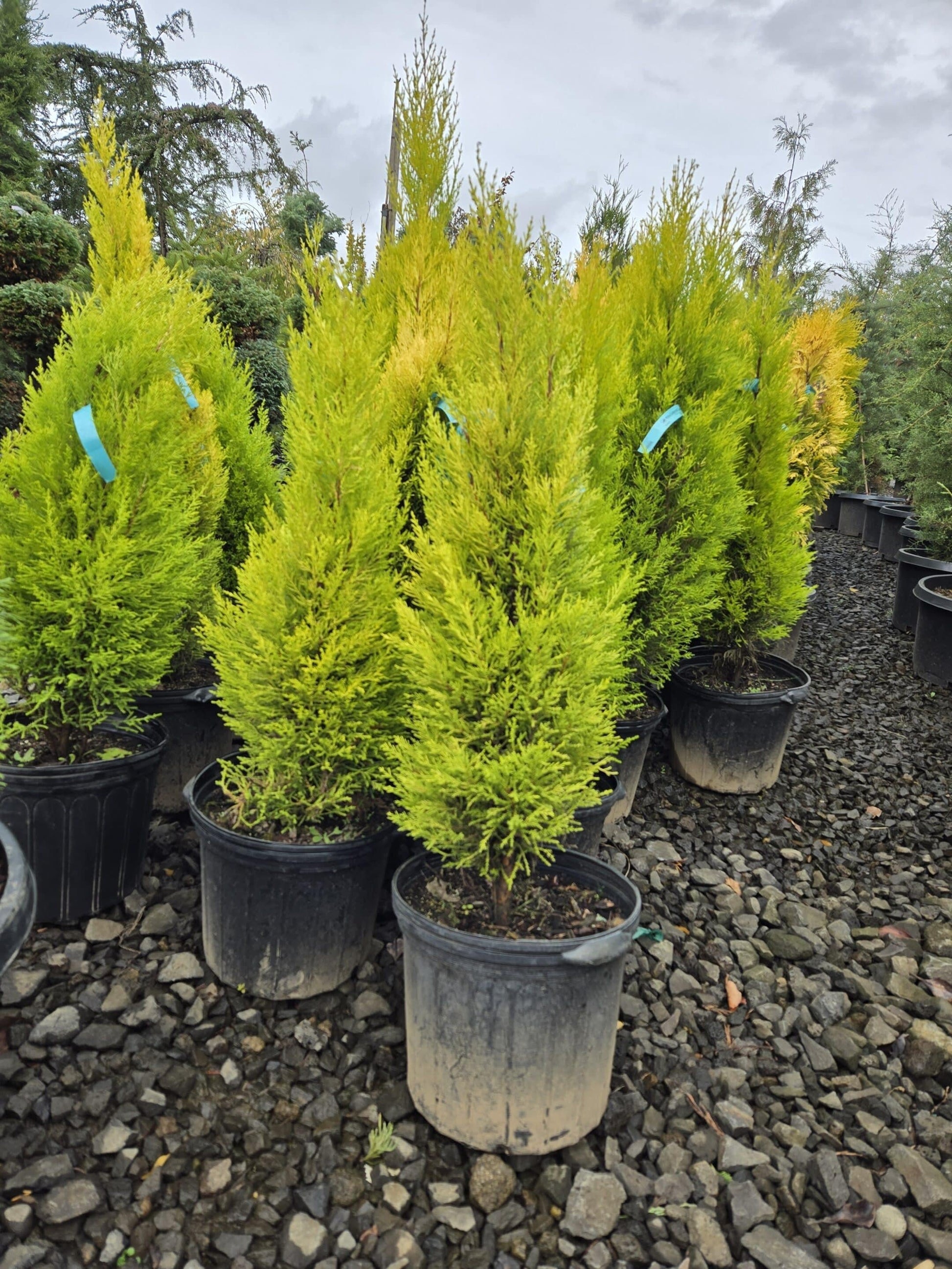 B1 Cupressus Goldcrest Wilma Lemon Cypress - View 5 from www redcrocus com