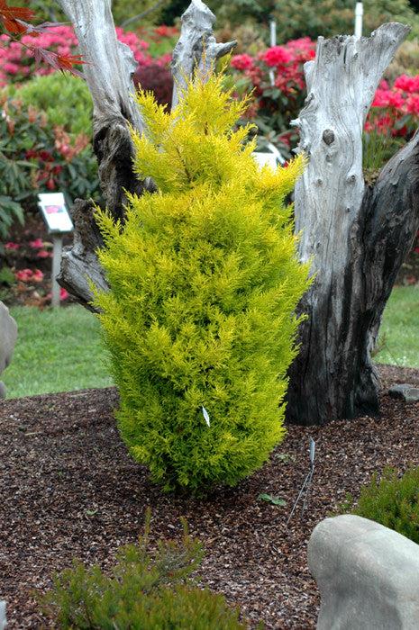 B1 Cupressus Goldcrest Wilma Lemon Cypress - View 6 from www redcrocus com