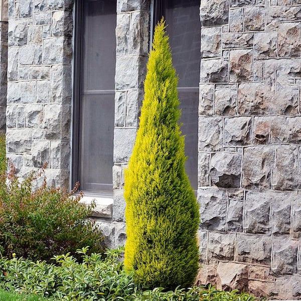 B1 Cupressus Goldcrest Wilma Lemon Cypress - View 9 from www redcrocus com