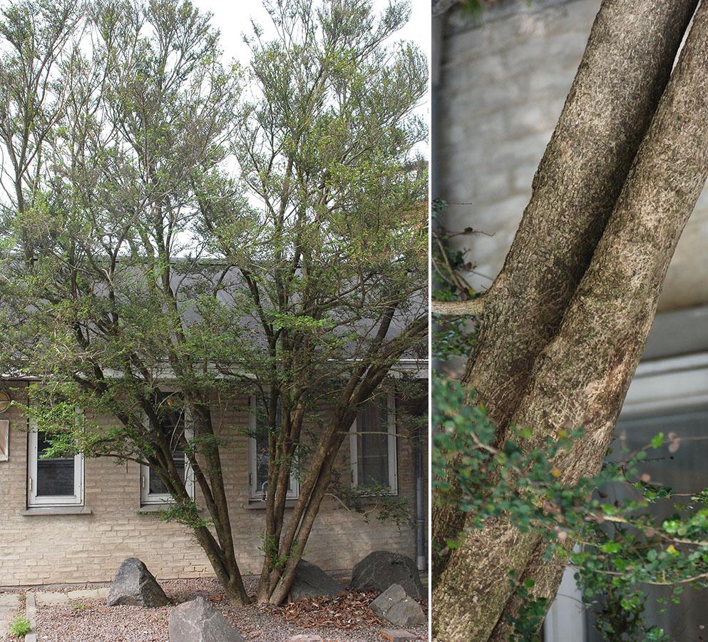 A Azara Micro  Boxleaf Azara - View 11 from www redcrocus com