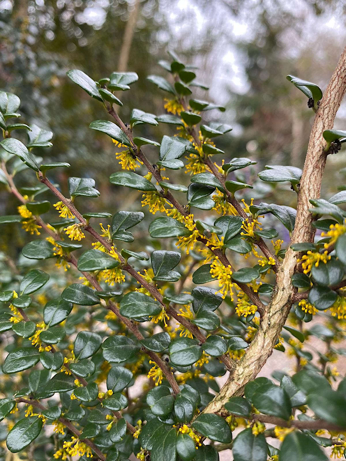 A Azara Micro  Boxleaf Azara - View 14 from www redcrocus com