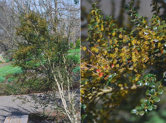 A Azara Micro  Boxleaf Azara - View 15 from www redcrocus com