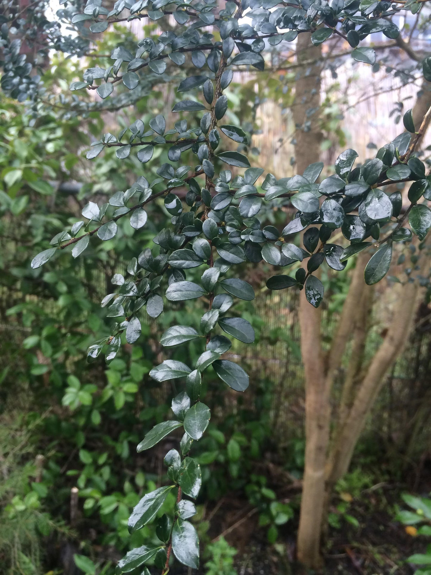A Azara Micro  Boxleaf Azara - View 17 from www redcrocus com