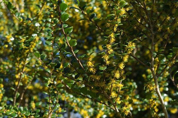 A Azara Micro  Boxleaf Azara - View 18 from www redcrocus com