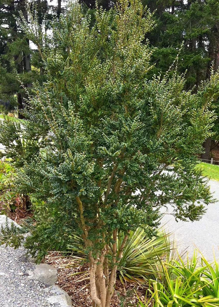 A Azara Micro  Boxleaf Azara - View 1 from www redcrocus com