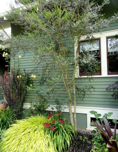 A Azara Micro  Boxleaf Azara - View 22 from www redcrocus com