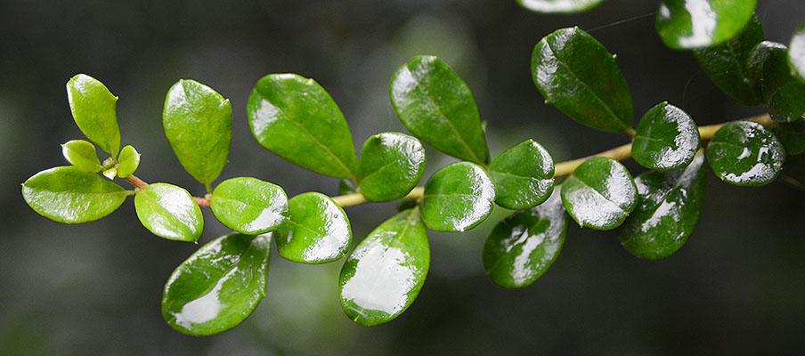 A Azara Micro  Boxleaf Azara - View 25 from www redcrocus com