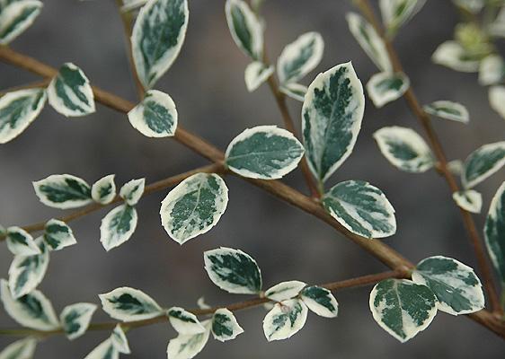 A Azara Micro  Boxleaf Azara - View 29 from www redcrocus com