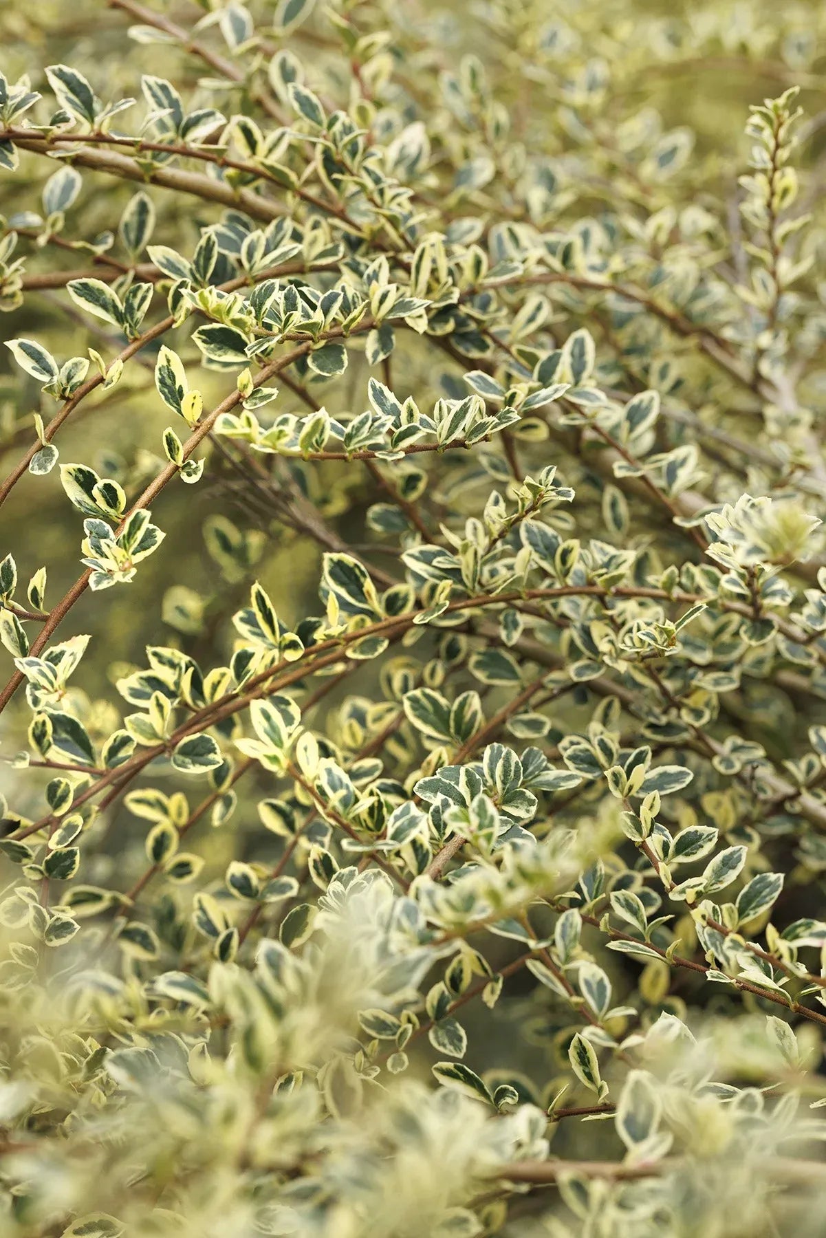 A Azara Micro  Boxleaf Azara - View 30 from www redcrocus com