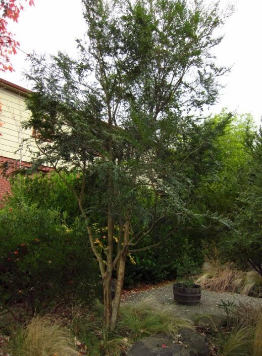 A Azara Micro  Boxleaf Azara - View 31 from www redcrocus com