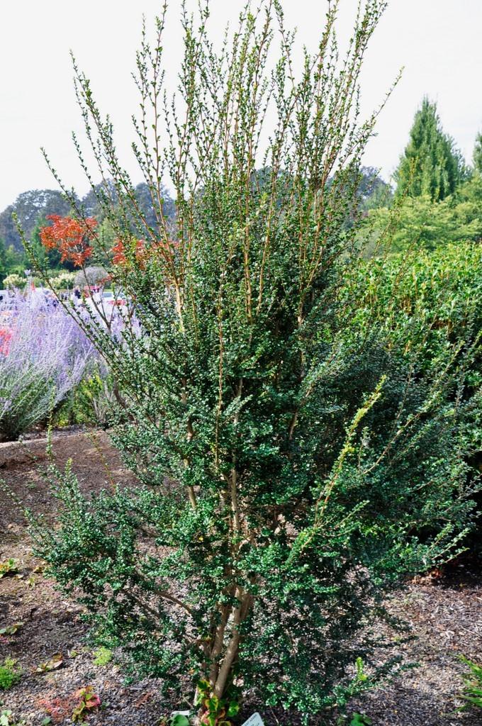 A Azara Micro  Boxleaf Azara - View 35 from www redcrocus com