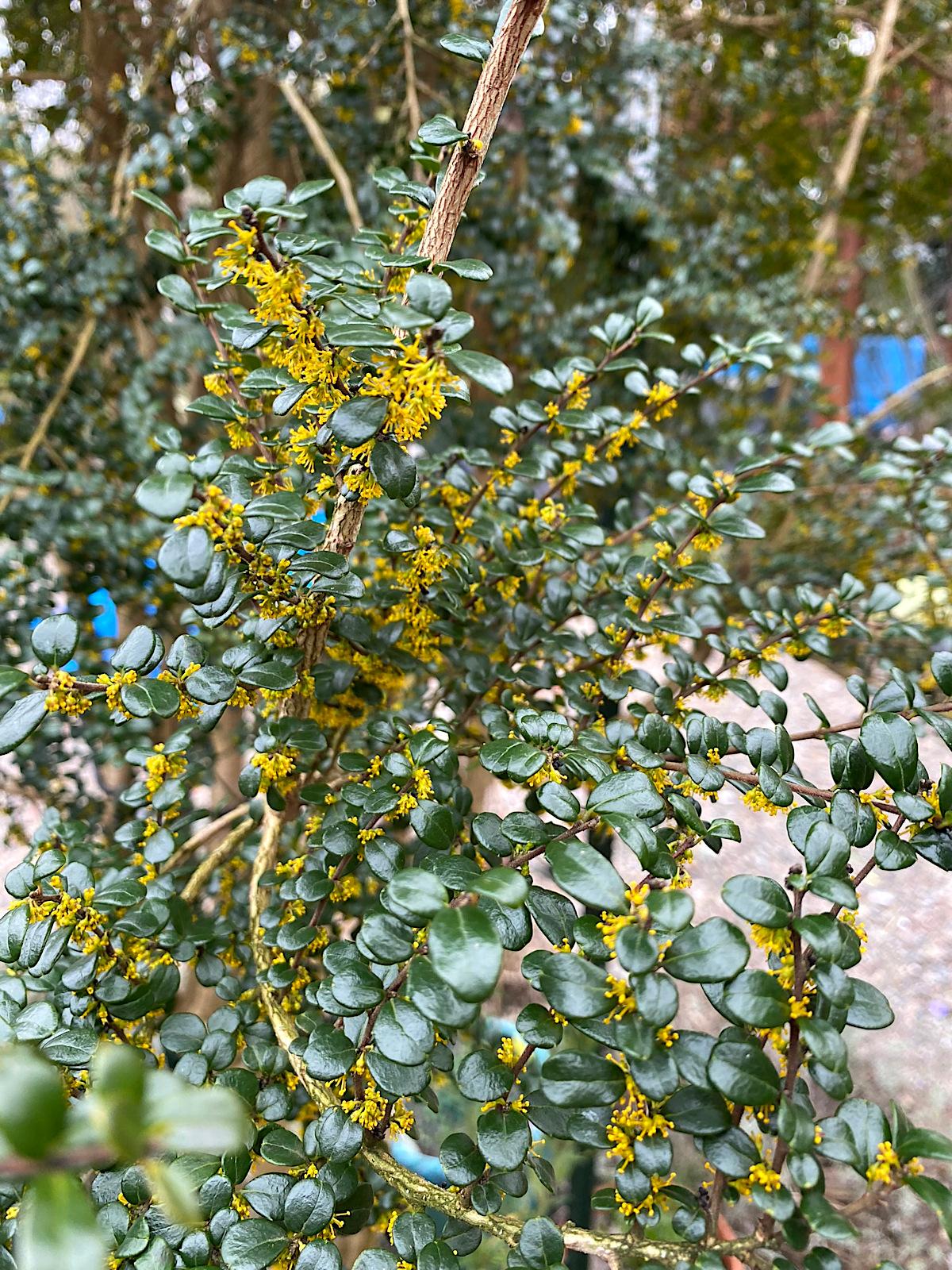 A Azara Micro  Boxleaf Azara - View 36 from www redcrocus com