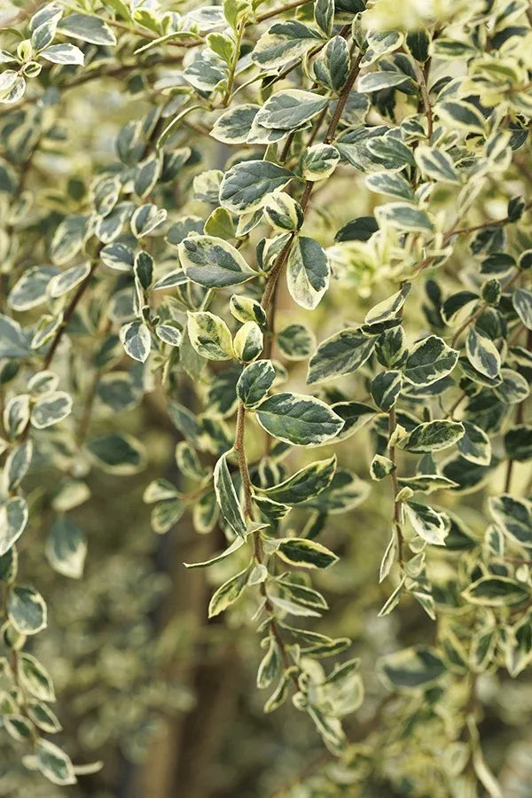 A Azara Micro  Boxleaf Azara - View 37 from www redcrocus com